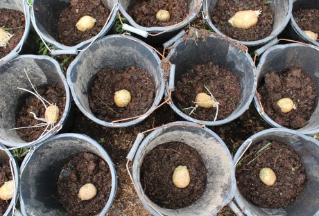 Как посадить картофель: четыре самых известных способа